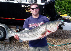 Cape Cod Striper Bachelor